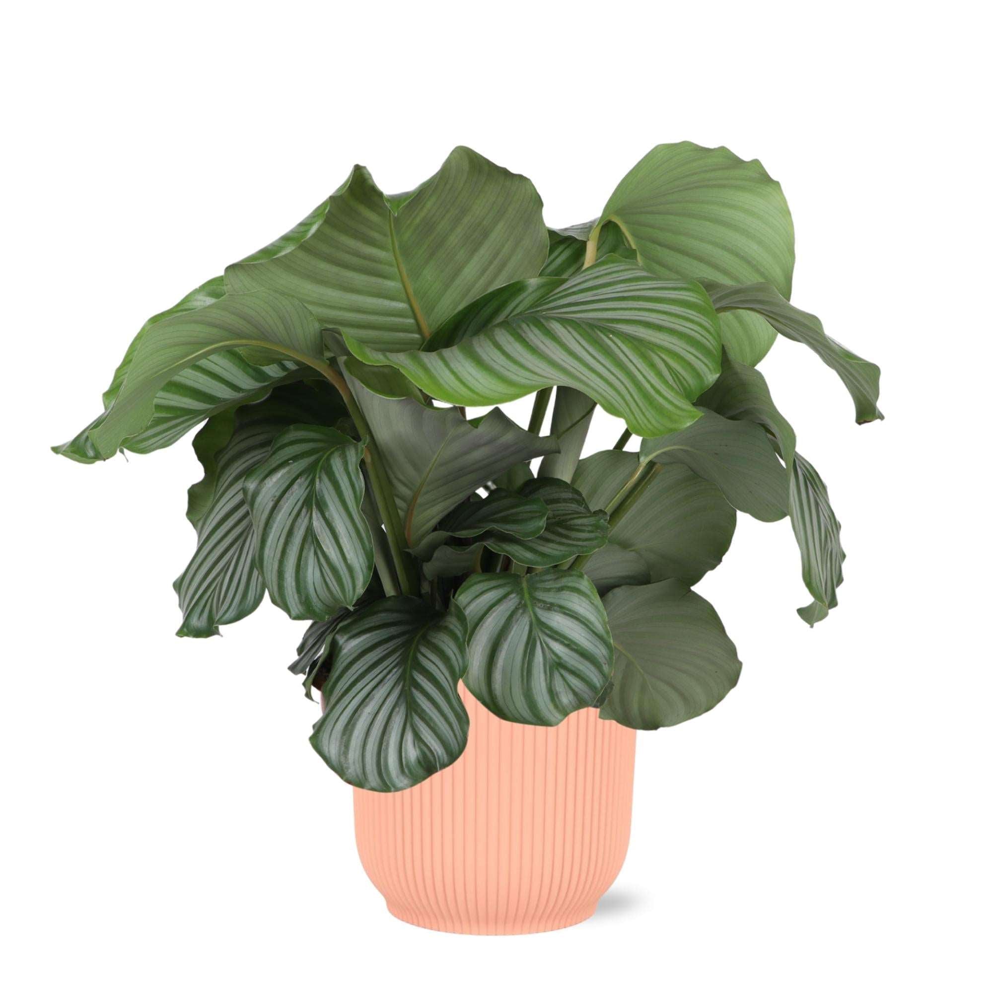 Calathea Orbifolia in Vibes ROZE Pot - XL - Kamerplant