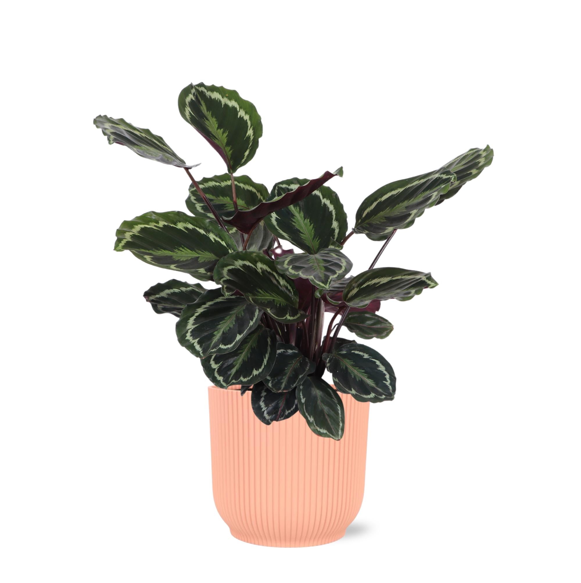 Calathea Medaillon in Vibes ROZE - XL - Kamerplant