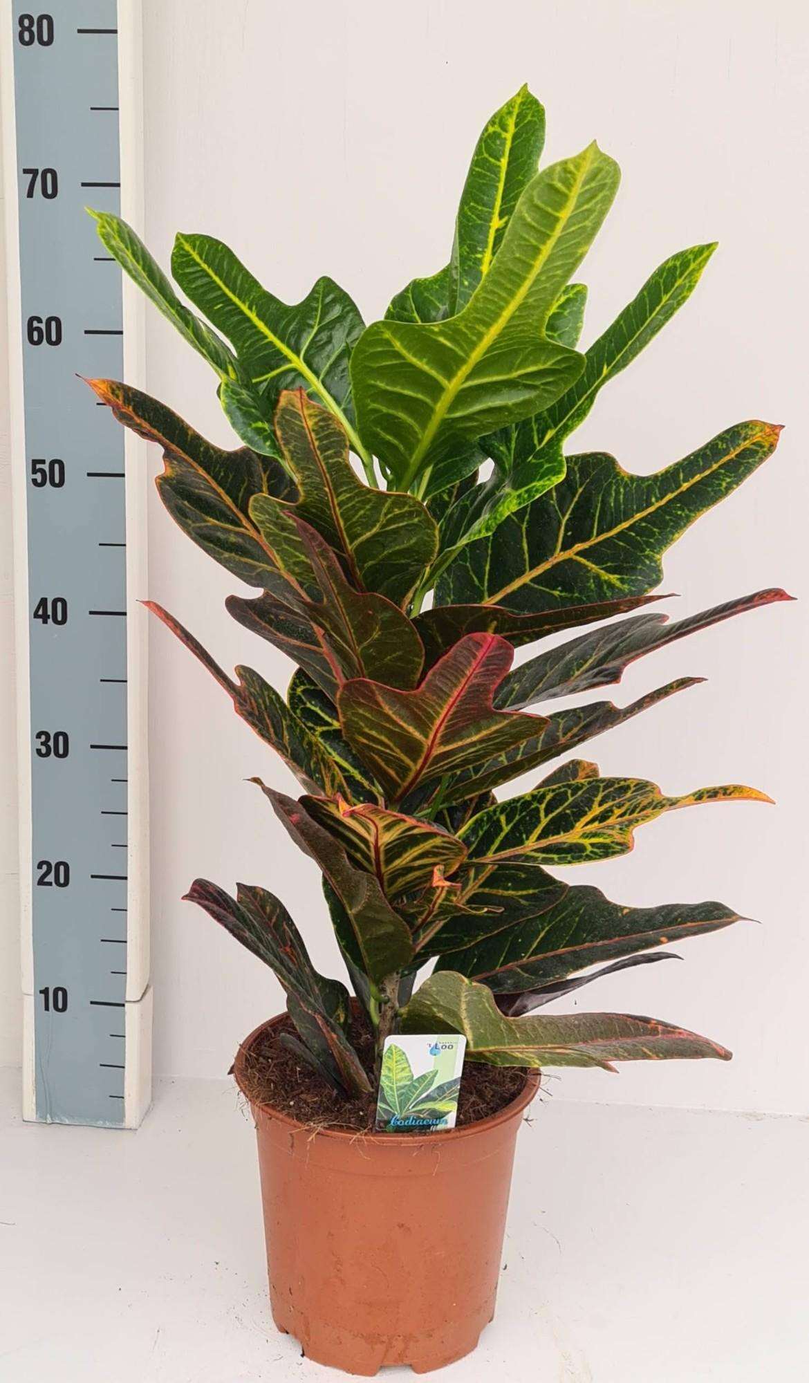 Codiaeum Excellent - L - Kamerplant