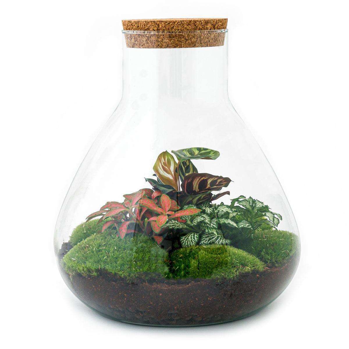 DIY terrarium Sam XL Rood - L - Terrarium