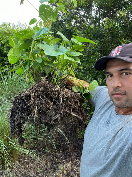 Matt Masifilo of Kavafied and AluBall, proudly holding his American Grown Kava Plant