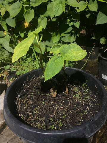 Small Borogu Kava Plant from Hawaii with CMV infection