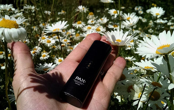 Pax 2 Baking in the Kiwi Sun.