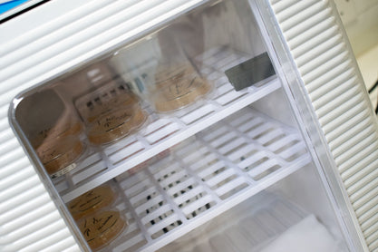 Exposed plates inside an incubator