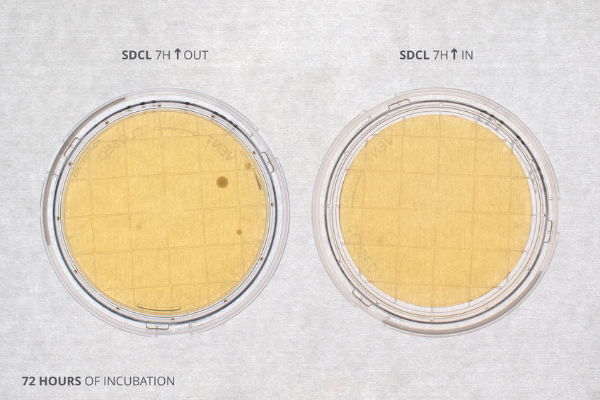 Fungal agar plates contamination outside and inside the laminar flow hood