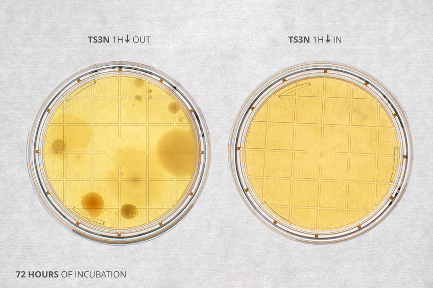 Baterial plates after 1 hour contact with the lab bench (with much contamination) or the laminar flow hood tray (with no contamination)