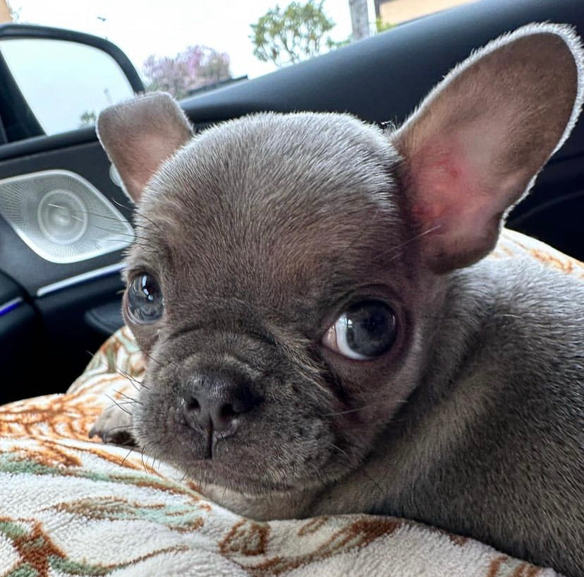 With a strong bond to his owner, this French bulldog puppy is unlikely to want to part with him. He also dislikes being yelled at and craves constant attention.  Are you trying to get a french bulldog? As you can see, Brooklyn is in excellent health and is going to be your home's favorite boy.