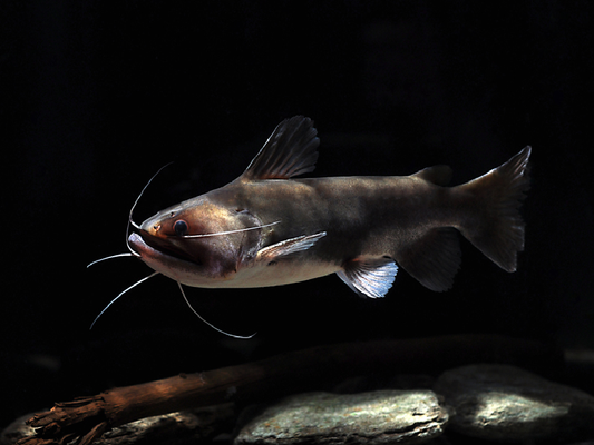 Ripsaw catfish