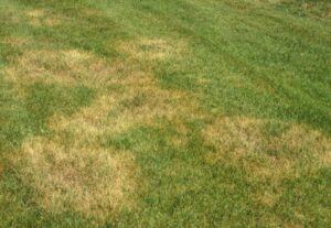 yellow grass after mowing