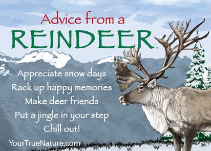 advice from a reindeer jumbo magnet  your true nature inc