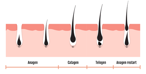 growth phases anaen catagen telogen