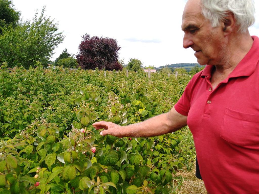 framboises Marc Bontant