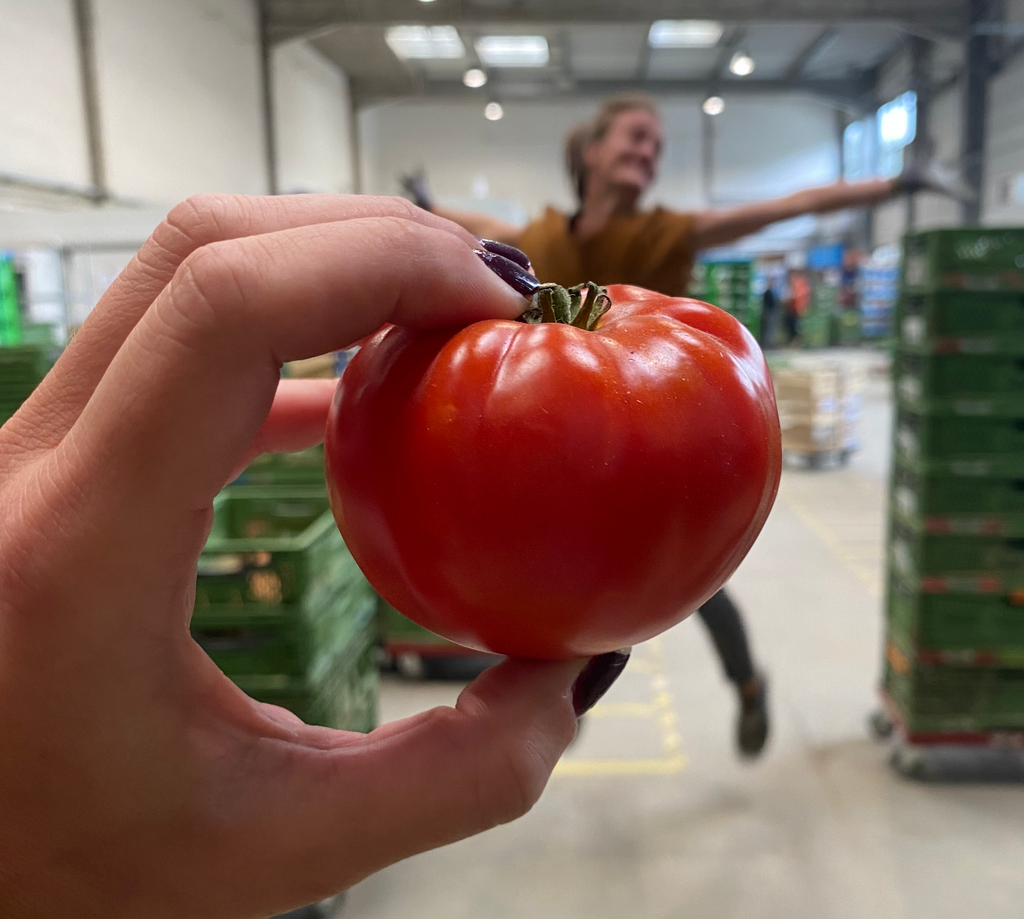tomates producteur