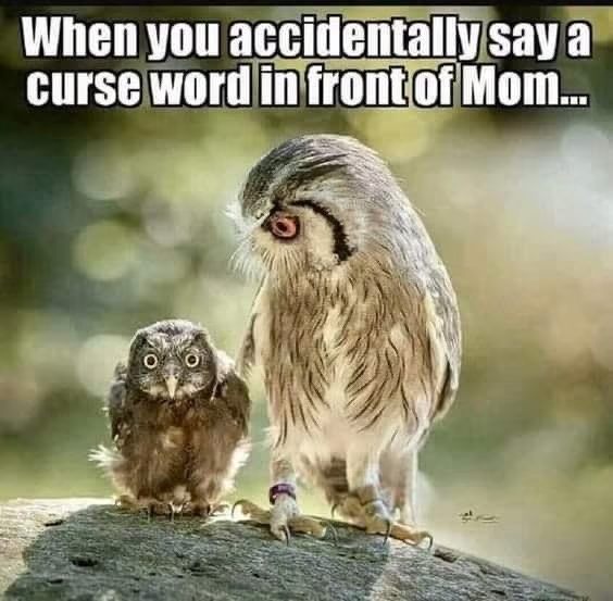 Mom owl humor