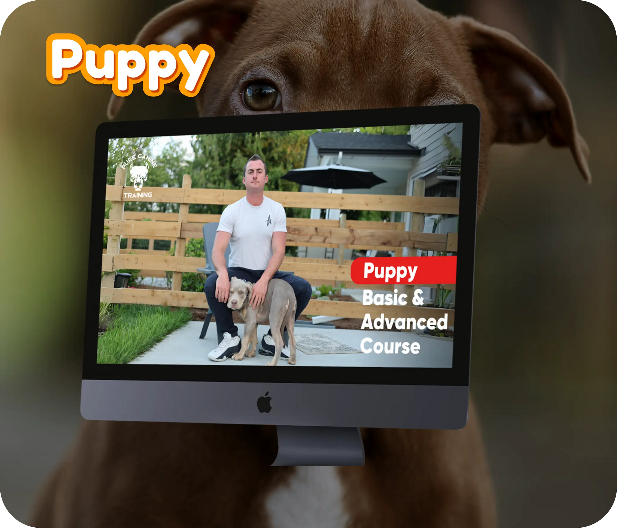 puppy.webp__PID:4cc2a146-fd84-4d51-8fb0-f94e38ccbf99