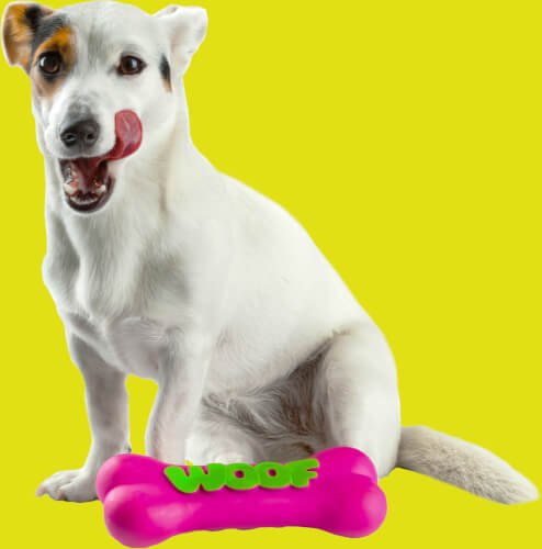 Russel dog sitting next to a rubber toy shape of bone with letters woof