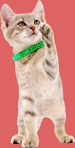 Cute grey kitten in green collar