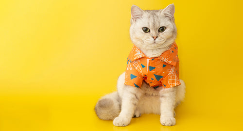 white-cat-are-wear-orange-shirt-sits-the-yellow-2024-01-15-19-24-10-utc.jpg__PID:90df8770-2060-4fdd-aded-d7805a148991