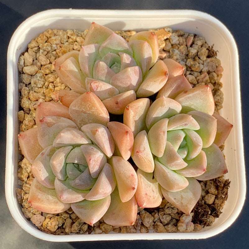 Echeveria Pink Star/粉波点