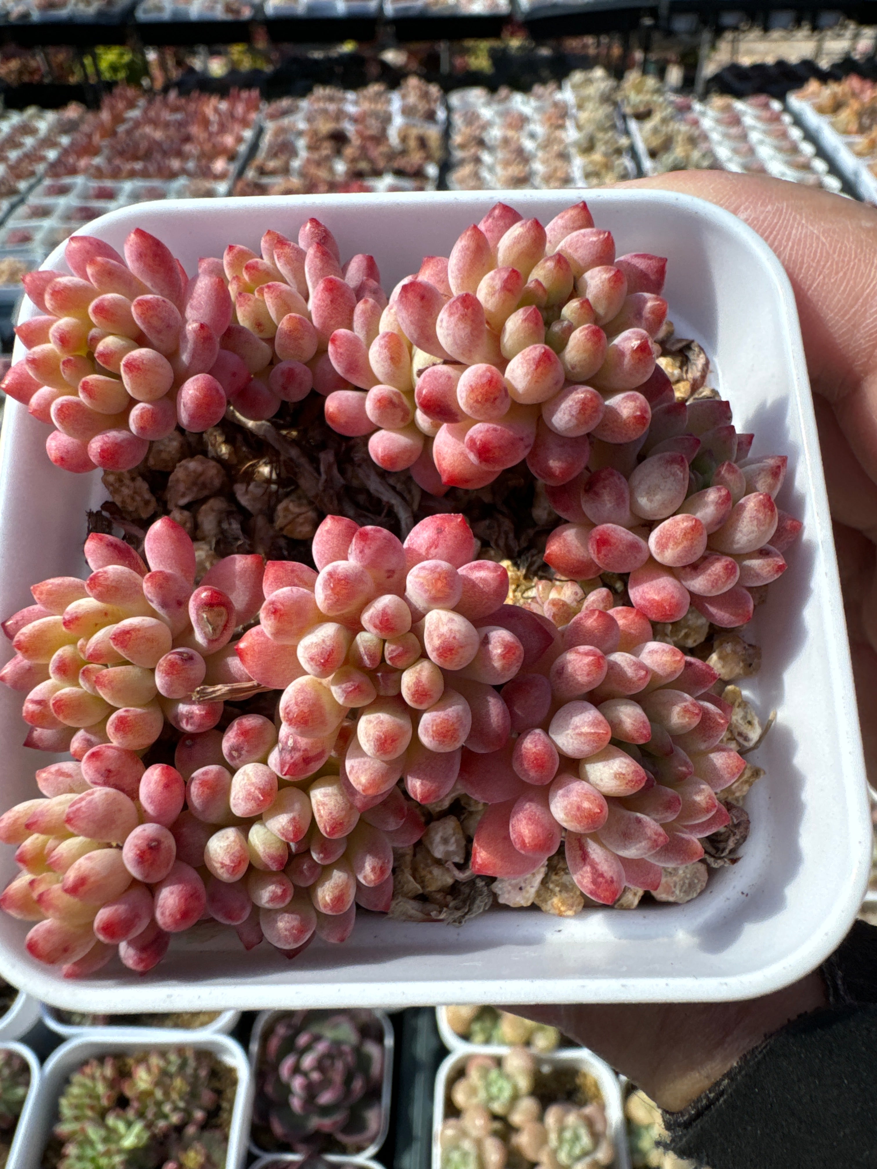 Echeveria Rainbow Forest/彩虹森林