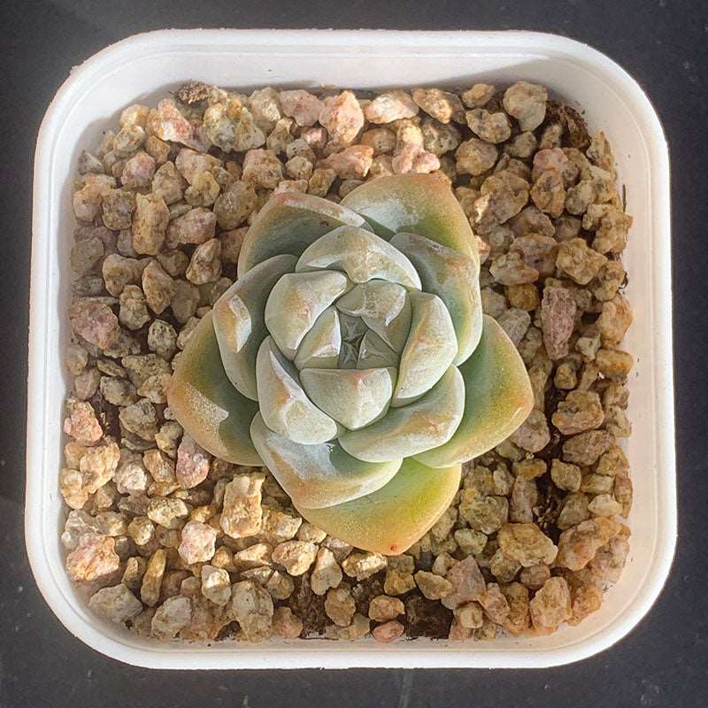 Echeveria Phantom/幻影