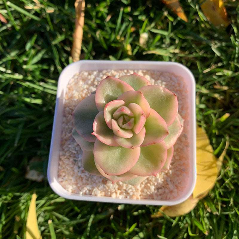 Echeveria Rolly Variegata/蜡牡丹锦