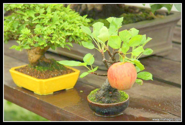 Can you grow fruits on Bonsai Trees? – MahaGro®