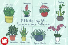 8 Best Houseplants For Your Bathroom