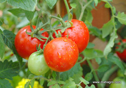 steps to grow tomatoes 