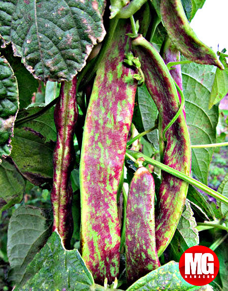 Top 10 Nutrient-Dense Fruits and Vegetables to Grow