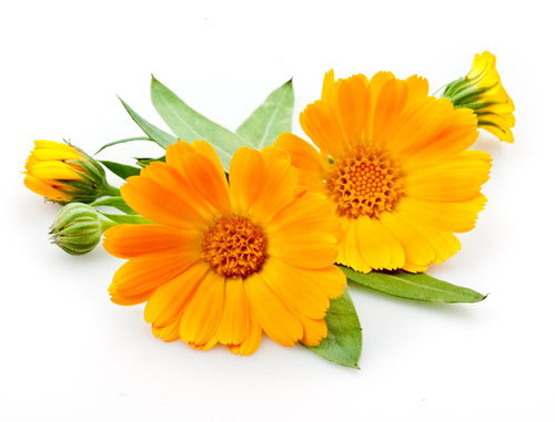 plants that bloom in winter