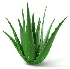 MahaGro Aloe vera