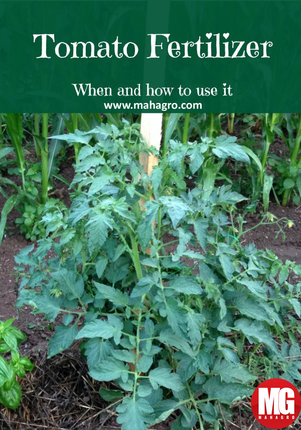 Fertilizing Tomatoes: Tips For Using Tomato Plant Fertilizer