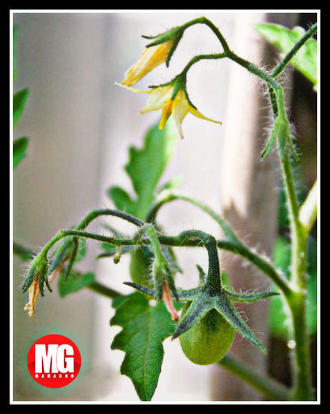 Troubleshooting Tomato Problems