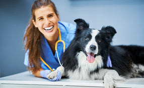 Veterinary Professional.jpg__PID:7ff78c97-616a-4289-a709-31eca2e75f60