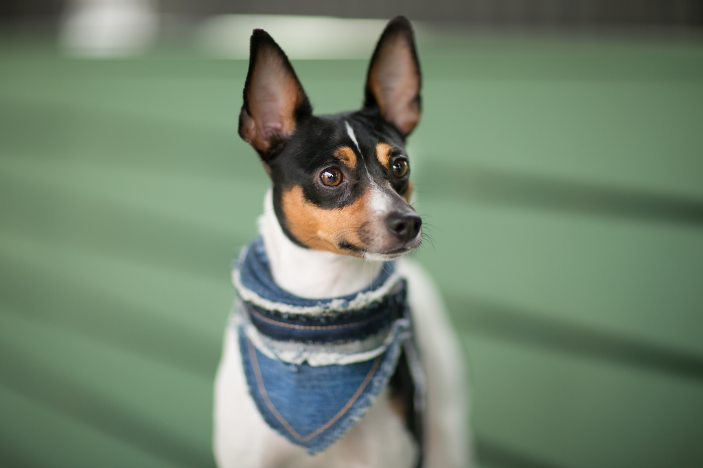 small bandana