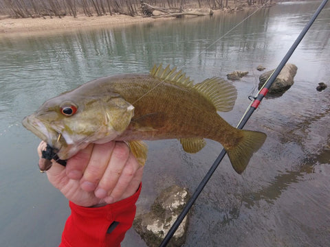 Meramec River Smallmouth via El Cinco