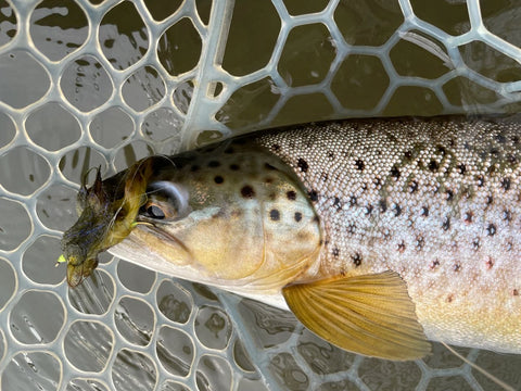 Montana Brown Trout with an Olive Streamer