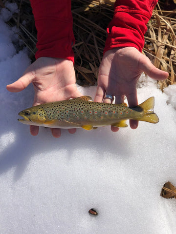 Minnesota Trout on the Fly During a January Business Trip
