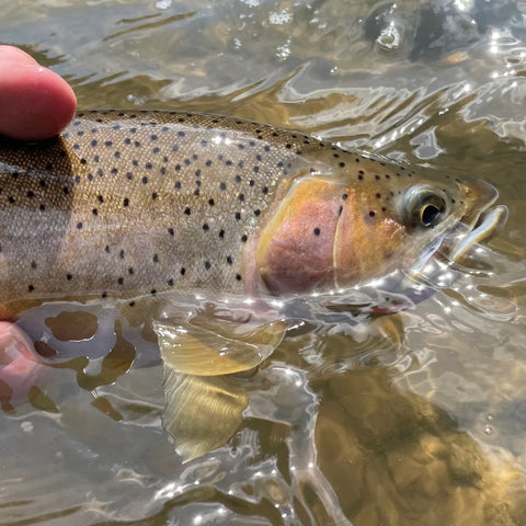 Caught and Released Cutthroat Trout on The Blackfoot River Montana