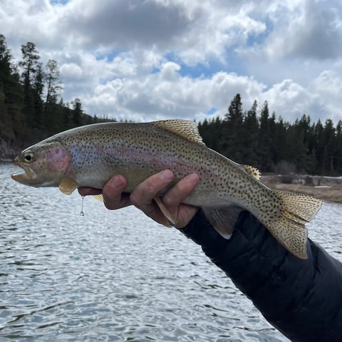 Caught and Released Rainbow Trout on The Blackfoot River in Montana