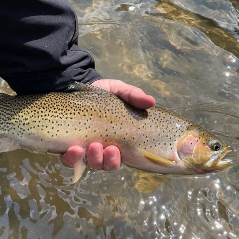 Caught and released cutthroat trout in Montana