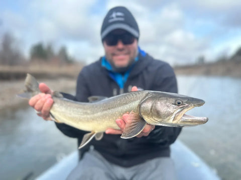 Little Bull Trout Caught and Quickly Released on The Blackfoot River in Montana