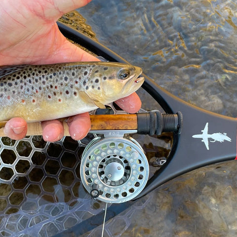 El Jefe Wild with a Driftless Brown Trout