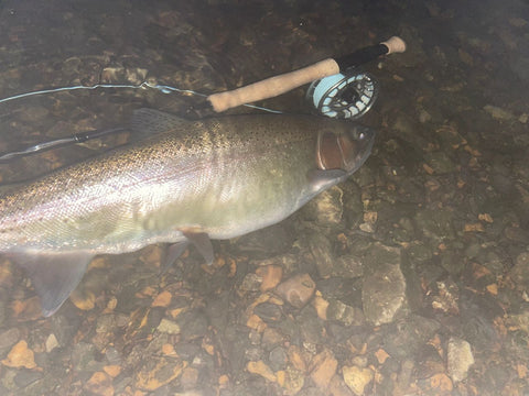 Large Rainbow Trout Caught at Night on Lake Taneycomo, Branson Missouri