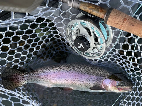 Lake Taneycomo Rainbow