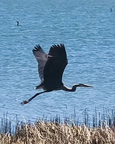 Blue Heron in Colorado