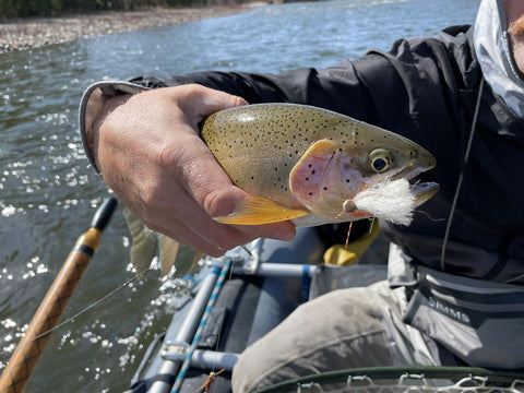 Dry Fly Eater