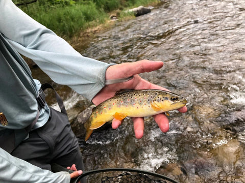 Brown Trout