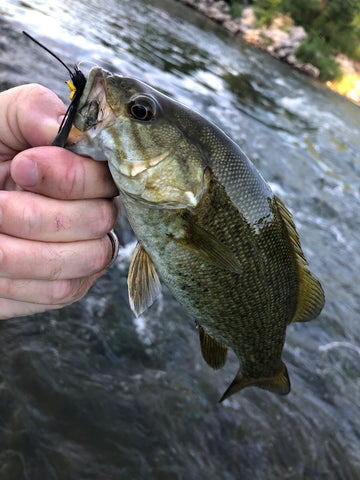 El Cinco by Pescador on the Fly caught Smallmouth Bass